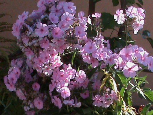 Прем’єра бабиного літа у закуточках мого саду! :)