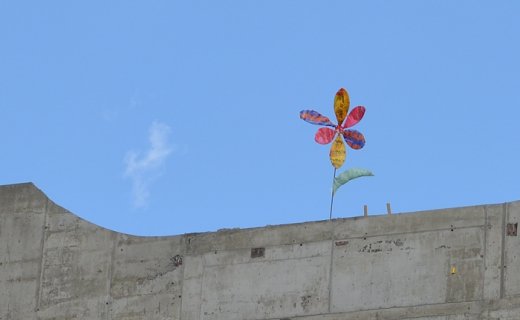 На Луцькому ЦУМі - квітка