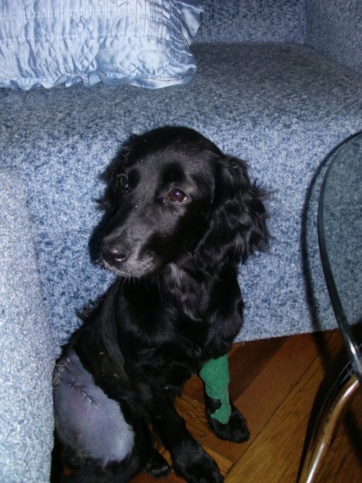 Саманта чекає на доброго господаря. ФОТО