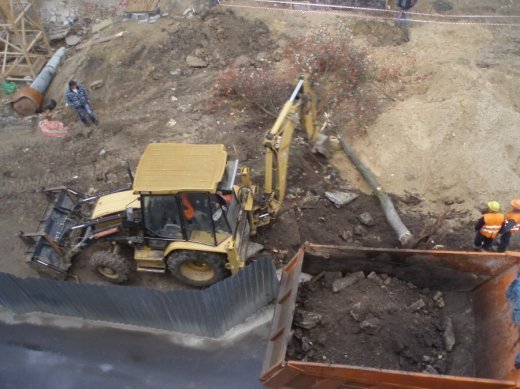 Знищили горобину біля ЦУМу.