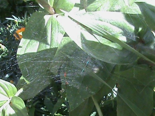 Прем’єра бабиного літа у закуточках мого саду! :)