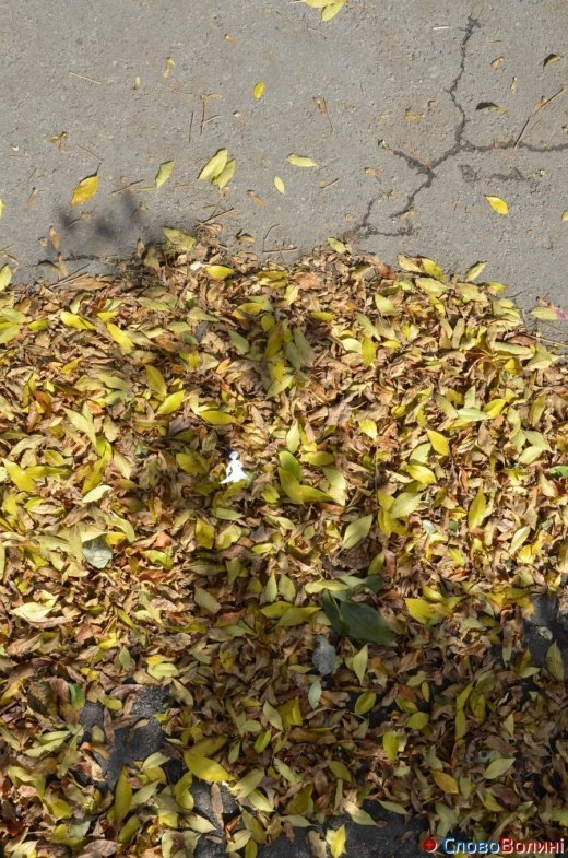 Фото осіннього додощового Луцька