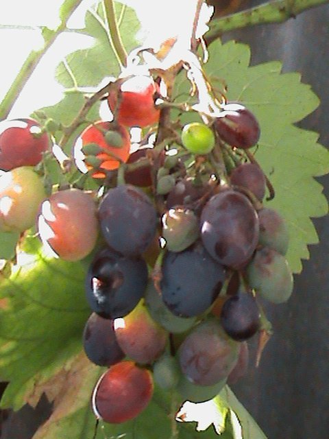 Прем’єра бабиного літа у закуточках мого саду! :)