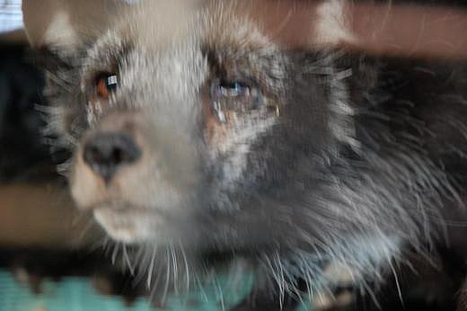 Тим, хто мріє про шубу