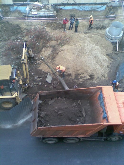 Знищили горобину біля ЦУМу.