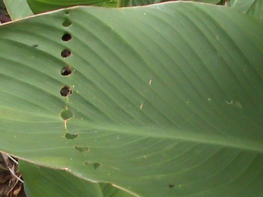 Прем’єра бабиного літа у закуточках мого саду! :)