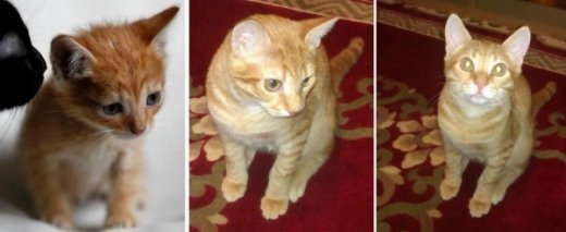 На Рівненщині живе дивом врятований кіт Нацик з тризубом на лобі