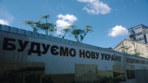 Небезпечна рослина Борщівник квітне в центрі Луцька