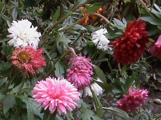 Прем’єра бабиного літа у закуточках мого саду! :)