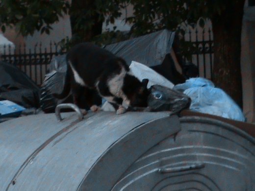 «Євроінтеграційні» промоції сучасного Луцька! 