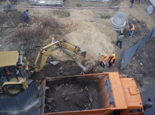 Знищили горобину біля ЦУМу.