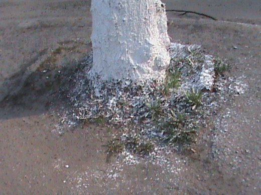 Спецоперація «облагородження міста» по-луцьки!