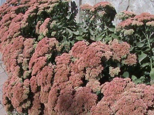 Прем’єра бабиного літа у закуточках мого саду! :)