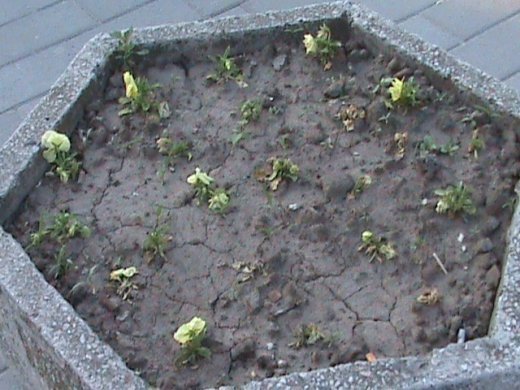 «Євроінтеграційні» промоції сучасного Луцька! 