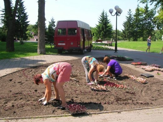 У Луцьку облаштовують квіткові алеї