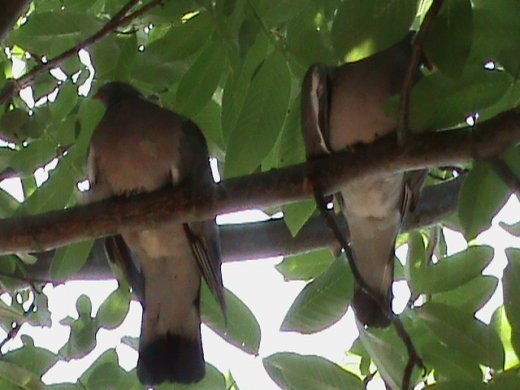 Прем’єра бабиного літа у закуточках мого саду! :)