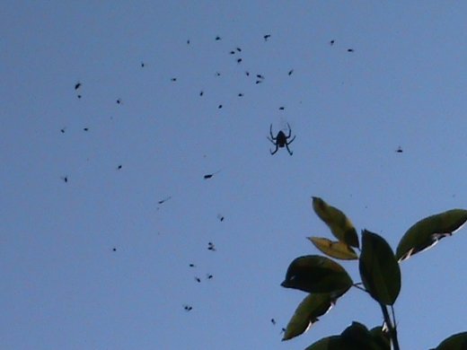 Прем’єра бабиного літа у закуточках мого саду! :)