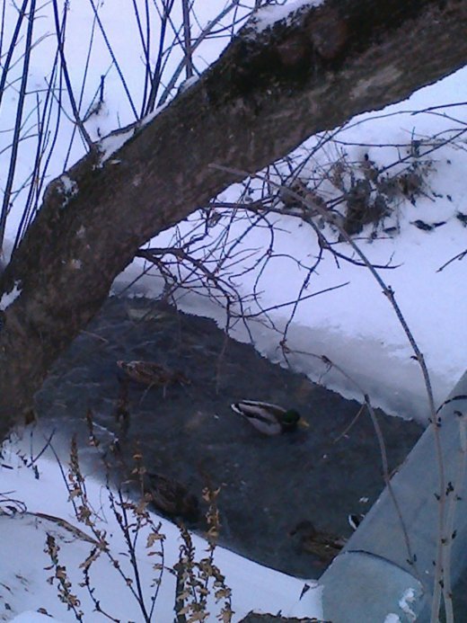 А Ви хотіли б бути лебедем?..