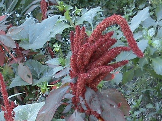 Прем’єра бабиного літа у закуточках мого саду! :)