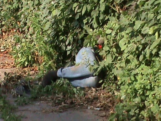 В Луцьку алкогольний мор?