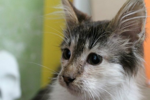 Миле кошеня. Заберіть, будь ласка!