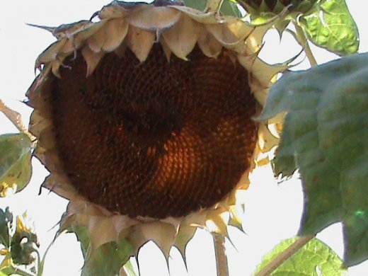 Прем’єра бабиного літа у закуточках мого саду! :)