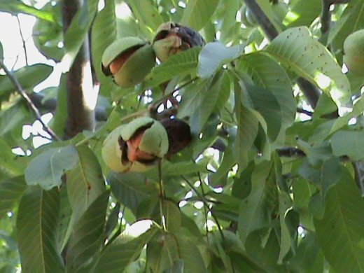 Прем’єра бабиного літа у закуточках мого саду! :)