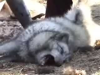 Тим, хто мріє про шубу