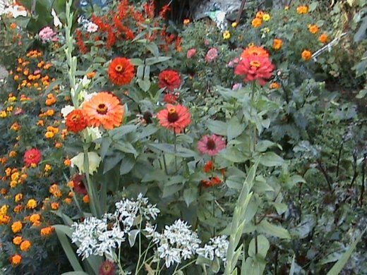 Прем’єра бабиного літа у закуточках мого саду! :)