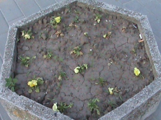 «Євроінтеграційні» промоції сучасного Луцька! 