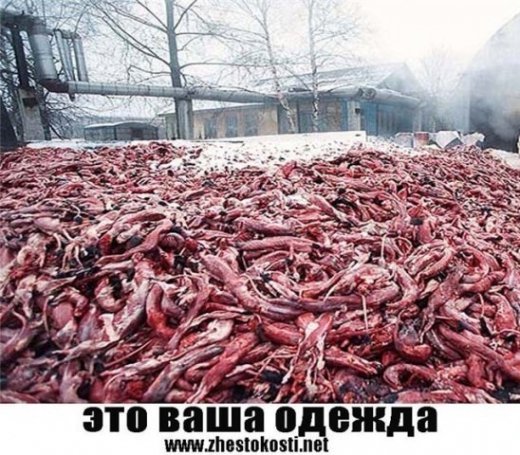 Тим, хто мріє про шубу