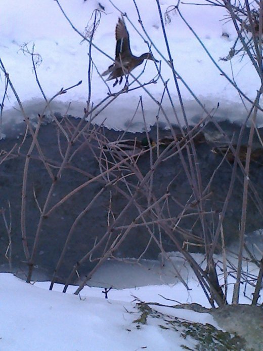 А Ви хотіли б бути лебедем?..