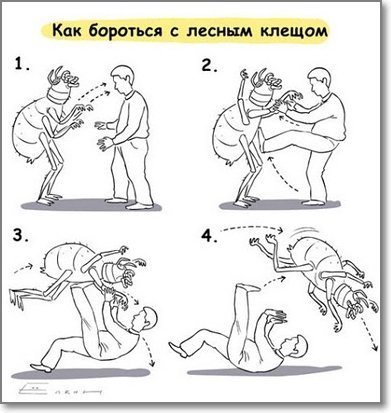 Сезонное: как бороться с лесным клещом