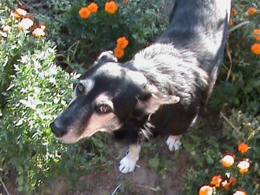 Прем’єра бабиного літа у закуточках мого саду! :)