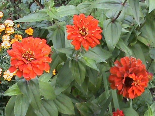 Прем’єра бабиного літа у закуточках мого саду! :)