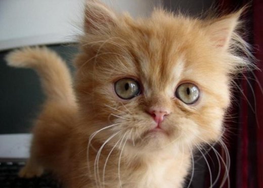 Віддамо котенят в добрі руки