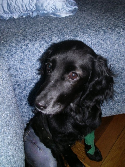 Саманта чекає на доброго господаря. ФОТО