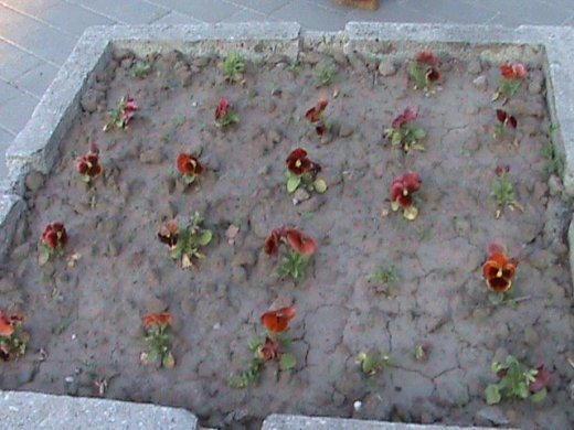 «Євроінтеграційні» промоції сучасного Луцька! 