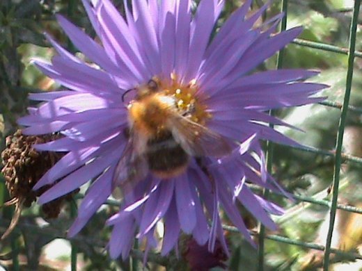 Прем’єра бабиного літа у закуточках мого саду! :)