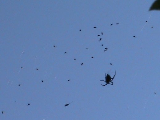 Прем’єра бабиного літа у закуточках мого саду! :)