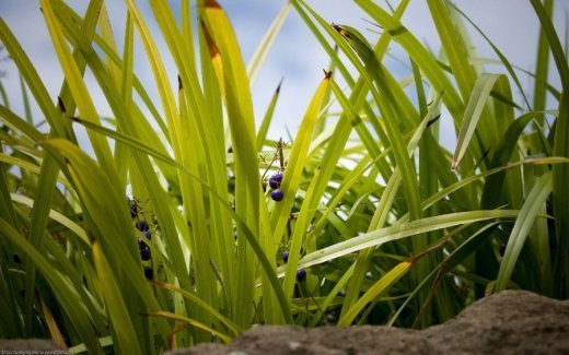 20 літніх шпалер для робочого столу