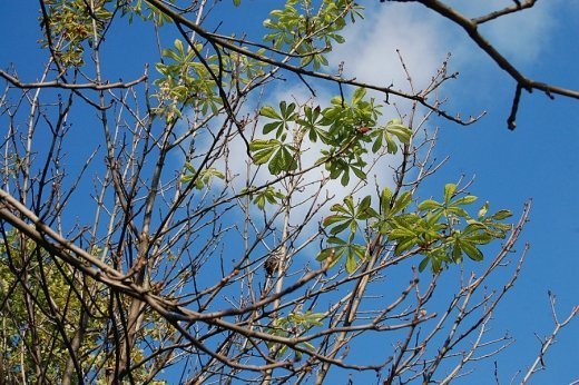 У жовтні в Луцьку зацвів каштан. ФОТО