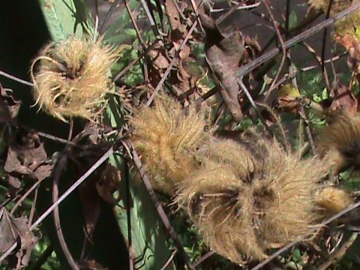 Прем’єра бабиного літа у закуточках мого саду! :)