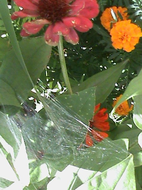 Прем’єра бабиного літа у закуточках мого саду! :)