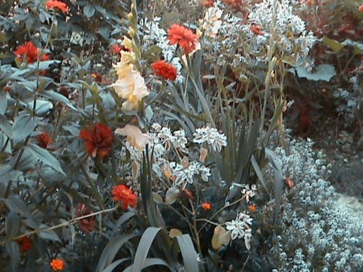 Прем’єра бабиного літа у закуточках мого саду! :)