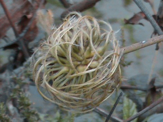 Прем’єра бабиного літа у закуточках мого саду! :)