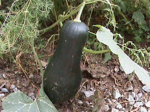 Прем’єра бабиного літа у закуточках мого саду! :)