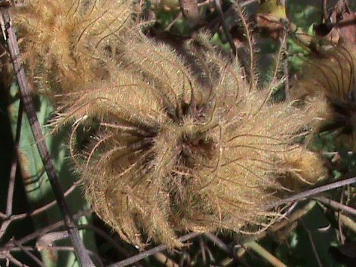 Прем’єра бабиного літа у закуточках мого саду! :)