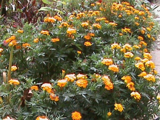 Прем’єра бабиного літа у закуточках мого саду! :)